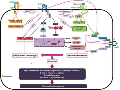 Molecular Mechanisms Underlying Obesity-Induced Hypothalamic Inflammation and Insulin Resistance: Pivotal Role of Resistin/TLR4 Pathways